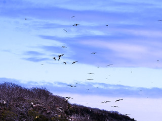 Flying Magnificent frigatebird, Fregata magnificens, North Seymour, Galapagos, Ecuador