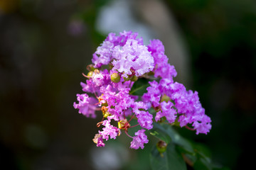 Elegant and bright flowers.Common Crepe Myrtle