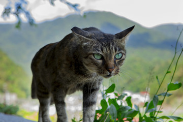 Fototapeta premium Taiwan monkey cave, cat gathering place, stone wall of the cat,