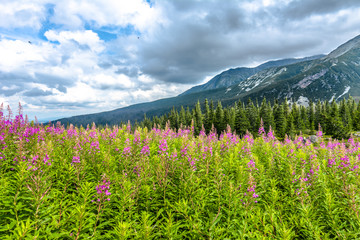 High mountains, landscape with summer mountain flowers in the valley, Hala Gasienicowa, popular tourist attraction in Tatra National Park, Poland
