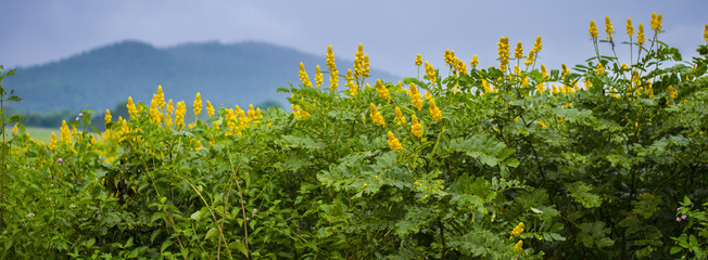 Green tree and yellow flower