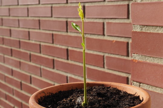 Brote de casta&ntilde;o reci&eacute;n germinado