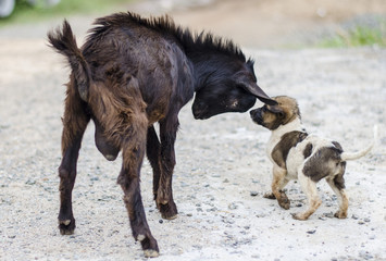Dog playing with goat