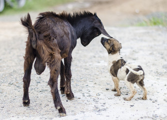 Dog playing with goat