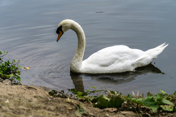 Swimming swan