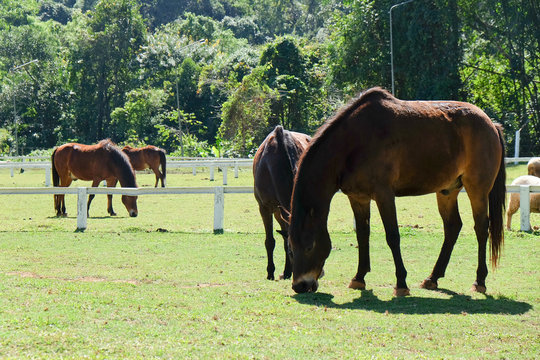 Horses on the Farm, Grazing horses