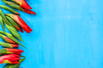 Gladiolus flowers, spring background for womens day or card for mothers day