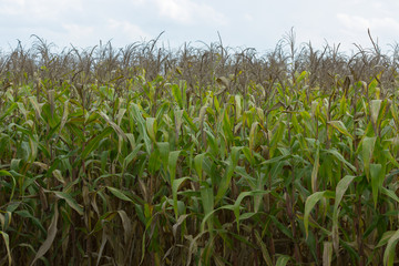 corn field have flowers crane view sunlight in the morning
