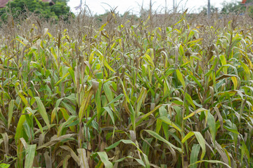 corn field have flowers crane view sunlight in the morning

