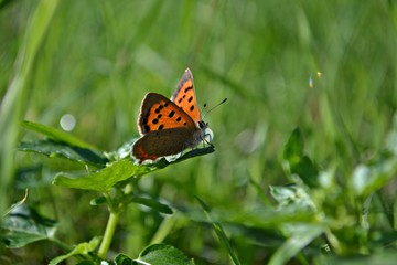 Fototapeta na wymiar Little orange butterfly standing in the grass field