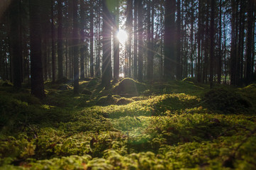 Fototapeta na wymiar backlight through trees in a forest