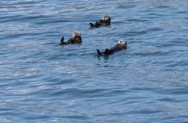 Sea Otters (Enhydra lutris)