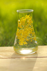 Herbal tincture.Herbal tincture of yellow flowers in a transparent medical laboratory flask on a wooden board on a green blurred background. Homeopathy and alternative medicine