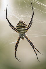 The spider species Argiope aurantia.