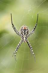 The spider species Argiope aurantia.