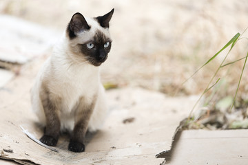 Siamese cat relaxed on the outside of a country house.