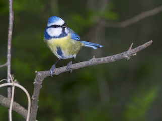 Blue tit, Parus caeruleus