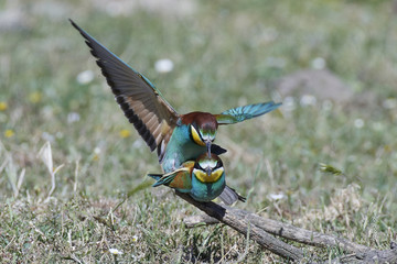 European bee-eater (Merops apiaster)