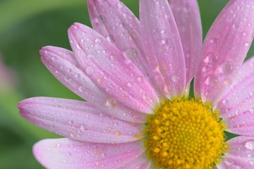 Fototapeta na wymiar Macro texture of vibrant purple colored Daisy flower with water droplets