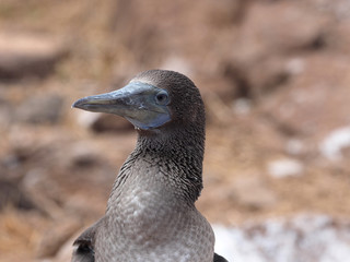 Blue-footed Booby, Sula nebouxii excisa, North Seymour, Galapagos, Ecuador