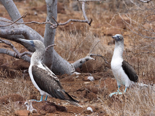 Wedding dances Blue-footed Booby, Sula nebouxii excisa, North Seymour, Galapagos, Ecuador