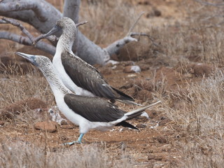 Wedding dances Blue-footed Booby, Sula nebouxii excisa, North Seymour, Galapagos, Ecuador
