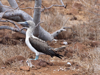 Wedding dances Blue-footed Booby, Sula nebouxii excisa, North Seymour, Galapagos, Ecuador