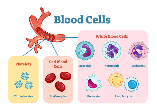 Blood cells flat vector illustration diagram with all cell types collection, educational medical information
