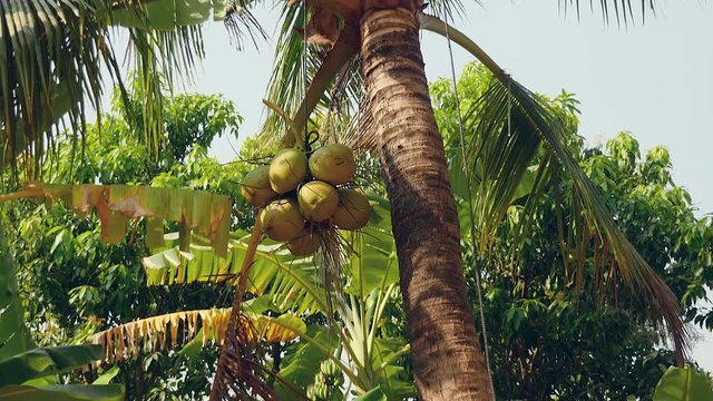 Close-up bottom view of a coconut seller at the top of a palm tree bringing down a bunch of coconuts tied down with a rope