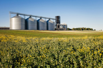 four silver silos in a wheat field © Mykola