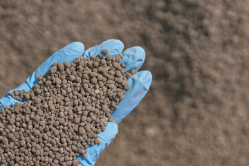 18-46-0 , Diammonium phosphate (DAP) fertilizers in researcher hand .she ware  blue rubber gloves,...