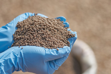 18-46-0 , Diammonium phosphate (DAP) fertilizers in researcher hand .she ware  blue rubber gloves,...