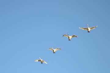 Four swans are flying in Formation