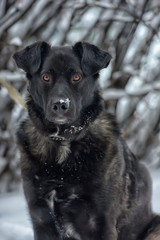 Black dog pooch in winter