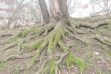 big  tree root