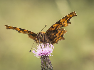 Ein Schmetterling saugt mit ausgebreiteten Flügeln an einer violetten Blüte (Distel).