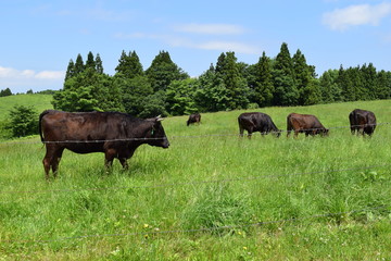 牛の放牧