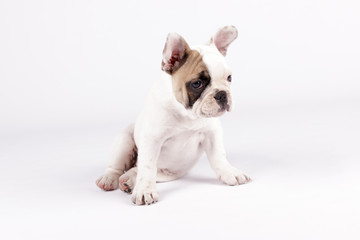 Fototapeta premium Mollie French Bulldog