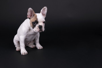 Mollie French Bulldog