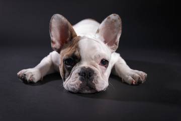 Mollie French Bulldog