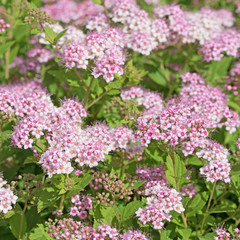 Obraz premium Spierstrauch, Spiraea bumalda