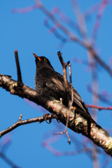 Blackbird, Turdus merula
