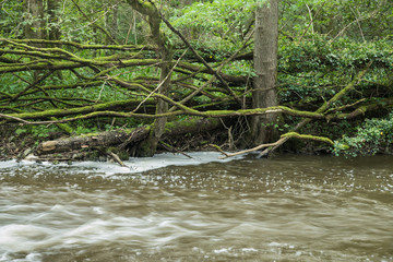 Elzbach in der Vulkaneifel