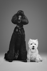 beautiful black poodle and westie dogs on grey background