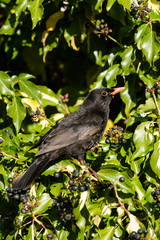 Blackbird, Turdus merula