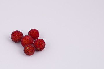 Arbutus on white background