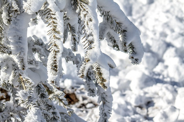 A branch of a coniferous tree covered with snow in the mountains