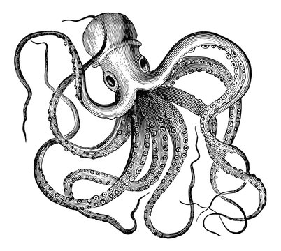 Kraken-Octopus vulgaris-vintage