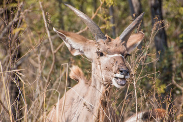 Headshot of a young Kudu bull in the bushes with it's mouth open eating