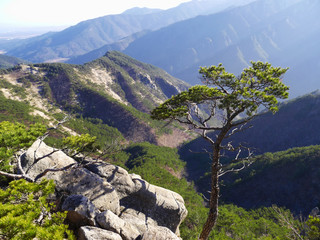 Obraz premium Mountain pine tree on the peak of Seoraksan mountains